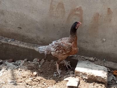 aseel active hens for sale