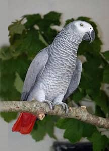 African grey parrot for sale 1 years ago my Whatsapp no O349OO36896