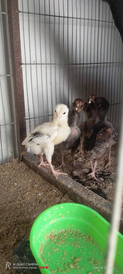 Aseel 5 Chicks For Sell