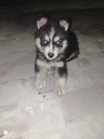 Husky male Puppie