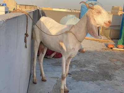 4 bakeria hai 3 pregnant hai