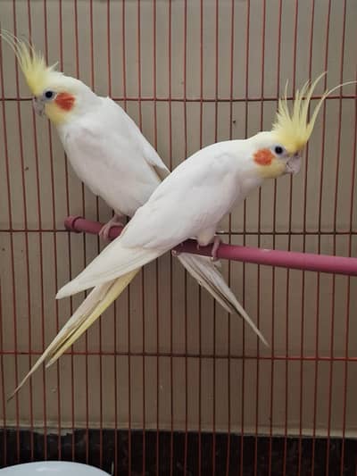 Cockatiel Pair For Sale