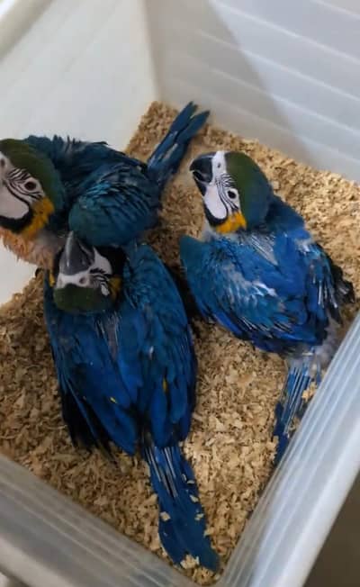 blue mago parrot for sale 2 month age my Whatsapp no O349OO36896