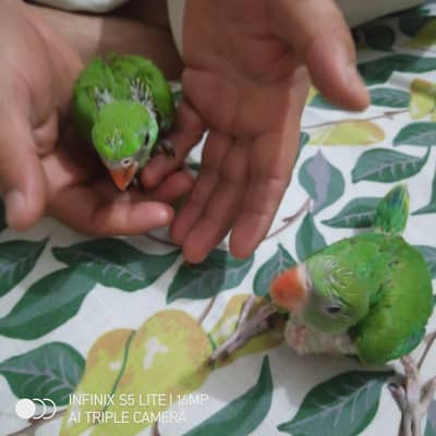 green ring neck babies healthy and active pair