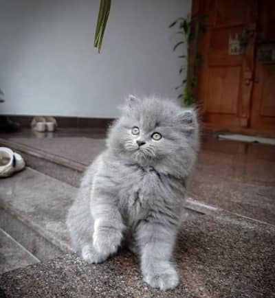 Persian kitten 0344#6933#885