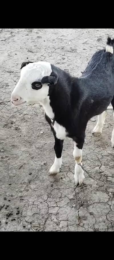 ablak tedda jenwan Munda 6 mah age full active 03133/44/843/9 Whatsapp