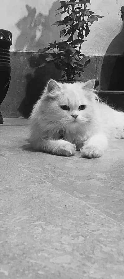 Persian male triple coated healthy