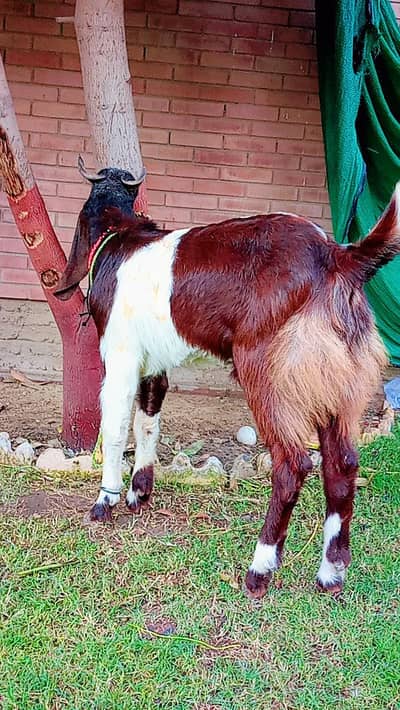 Bakra 2 Danth hai Qurbani 2026