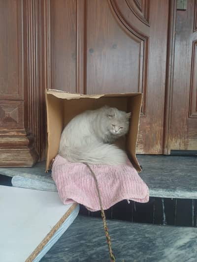 Persian male cat muffin name