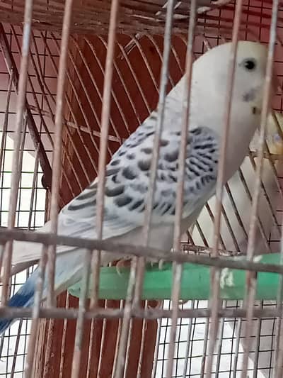 cocktail baby Other birds