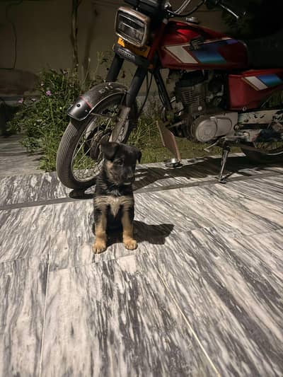 German shepherd single cod  no pedigree