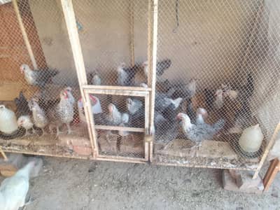 Egyptian Fayoumi Chicks