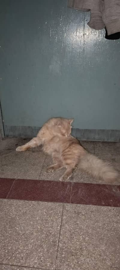 Persian orange triple coat male cat ,1 year old