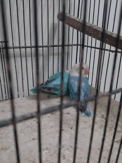 BLUE OPALINE PAIR