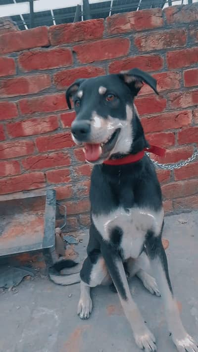 Doberman Puppies | Dog Puppy | Doberman Puppy For Sale