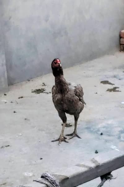 Aseal Hen | Hen Chick | Aseal Hen For Sale