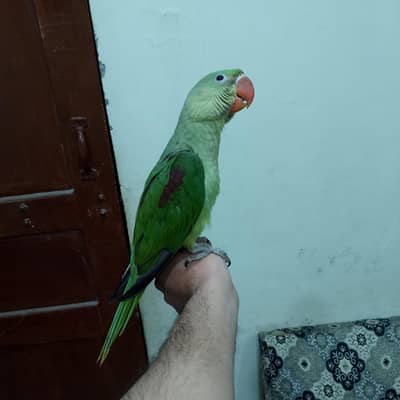 Jambo Size Hand Tame Raw Parrot