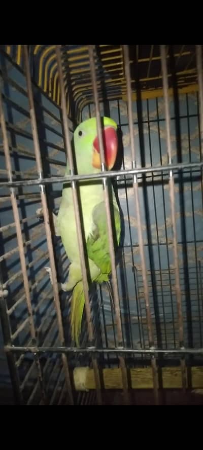 kashmiri male for sale