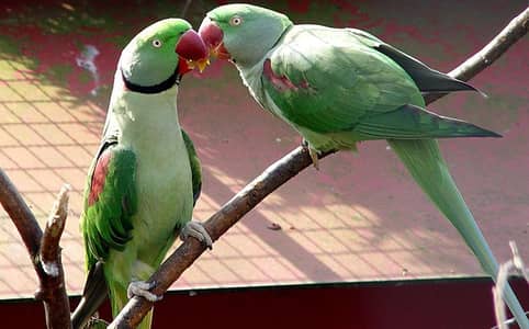 Alexandrine Parakeet's Breeder Pair