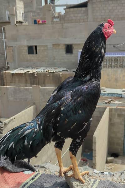 high quality MUSHKA LASANI PATHA available  contact 03140340663