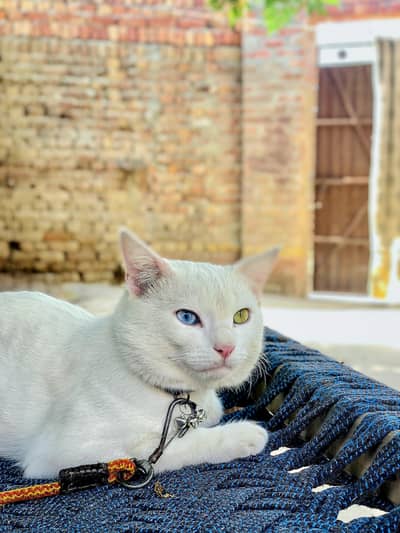 Turkish male cat for sale