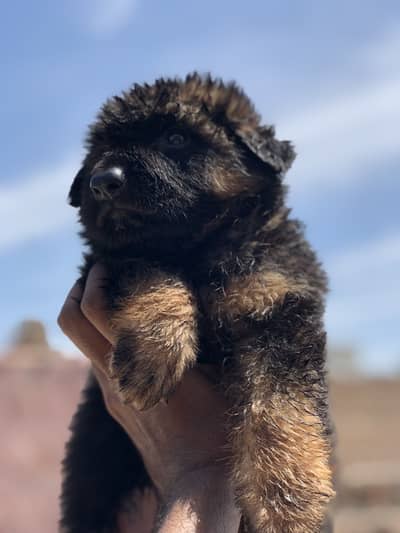 Long Coat GSD Puppies