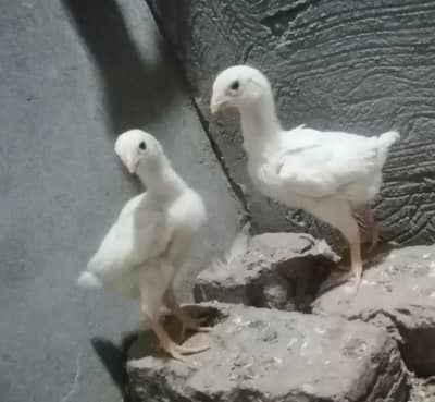 White shamoo Chicks & eggs available