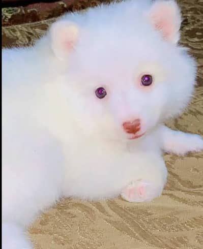 Russian dog puppy 92@330*540*6115