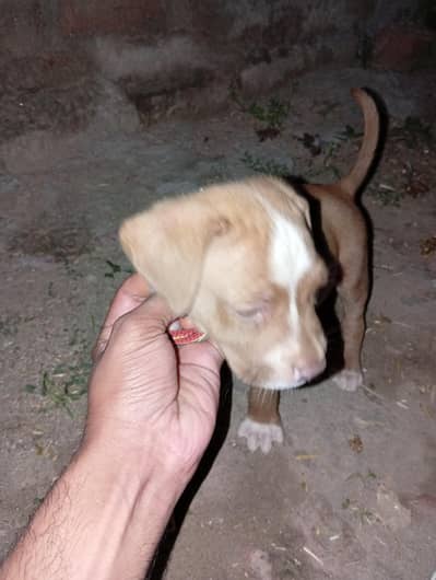 american pittbul pocket size male