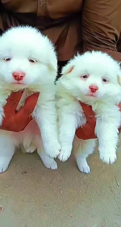 Russian dog puppy 92@330*540*6115