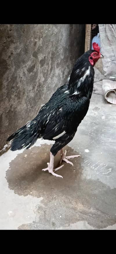 pure lasani chicks. . . .