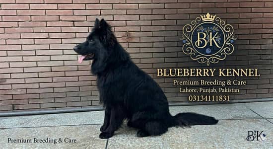 German shepherd female 03134111831