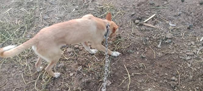 Gultair breed available for sale