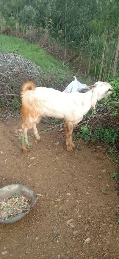 Bakra for sell