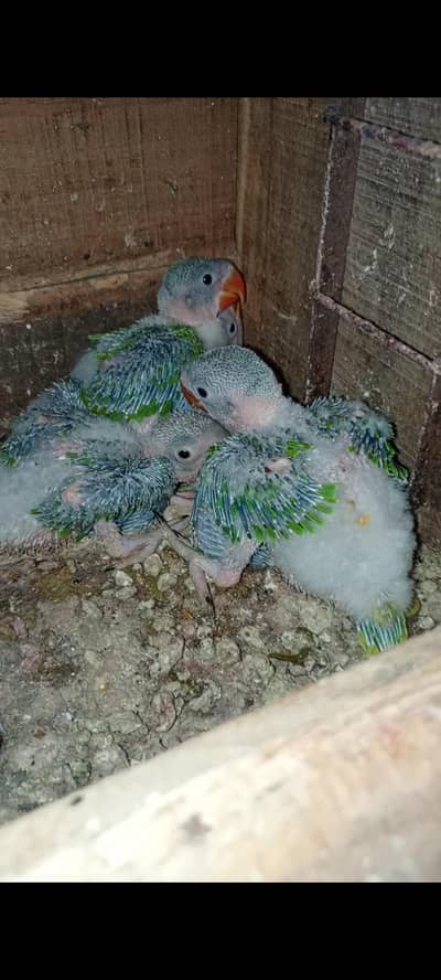 raw parrot Cheicks