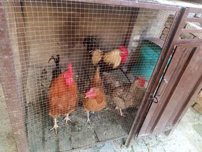 دو مرغے ، دو مرغیاں