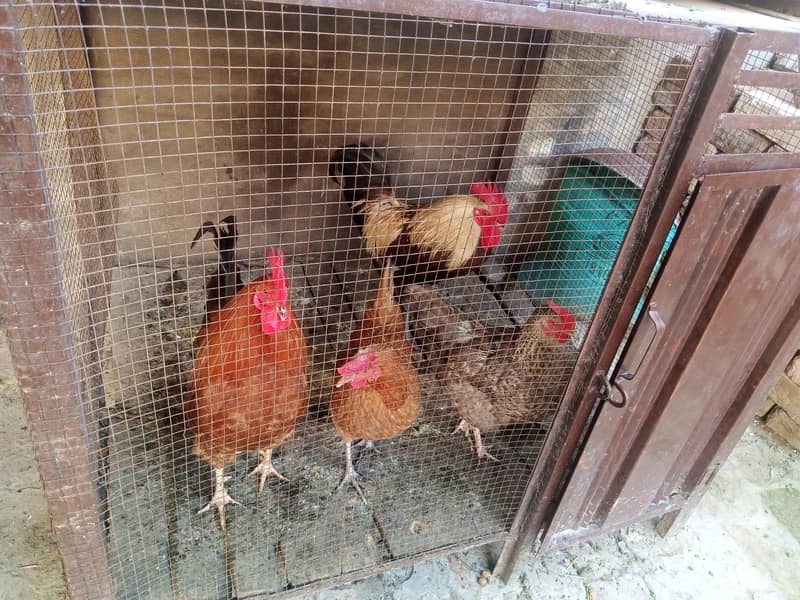 دو مرغے ، دو مرغیاں 0