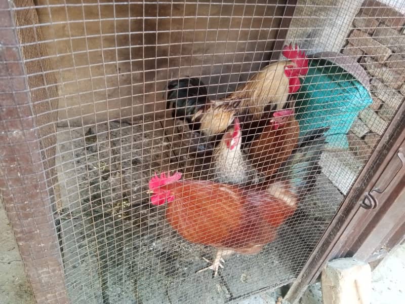 دو مرغے ، دو مرغیاں 1