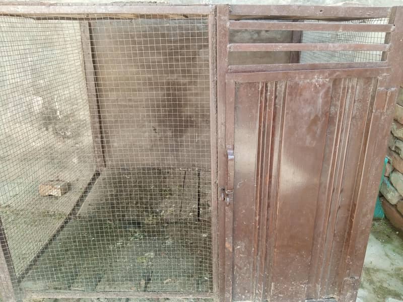 دو مرغے ، دو مرغیاں 2