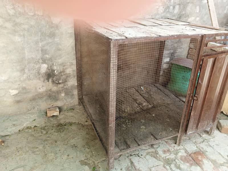 دو مرغے ، دو مرغیاں 3