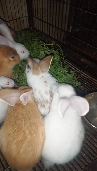 New Zealand white or flemesh