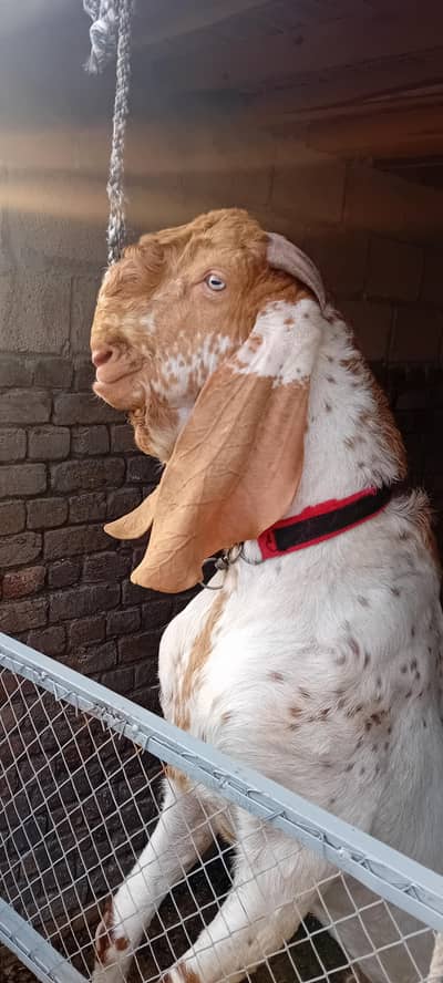 Makhi cheena breeder for sale