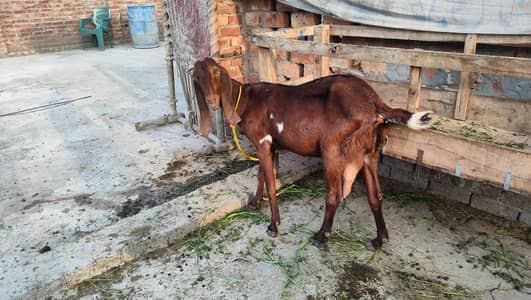 Healthy Beetal Goats for Sale – Strong, Active & Home Raised (Kasur)