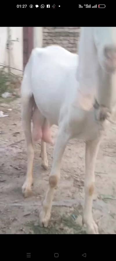 top quality Rajan puri gulabi bakri Sath female baby