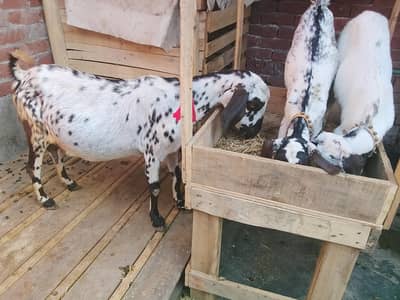 Goat for sale with 2 kids age 3 month  0/3/0/2/1/7/3/6/8/2/5