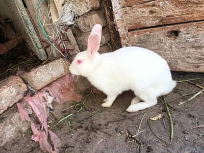 Rabbits (her age k available hai) whtsapp 03453900858