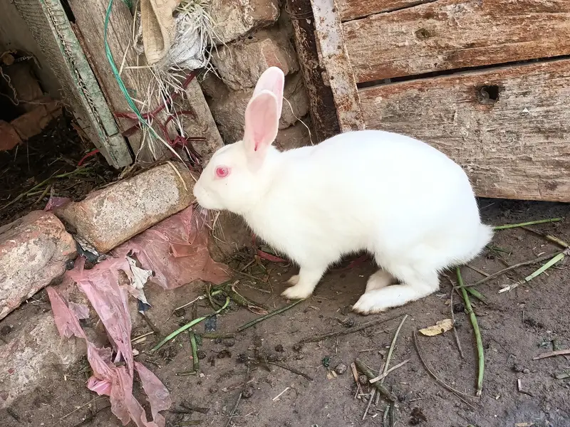 Rabbits red eye and colorfull whtsapp 03453900858