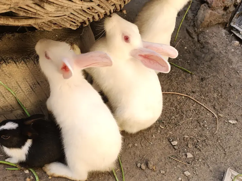 Rabbits red eye and colorfull whtsapp 03453900858 — photo 2