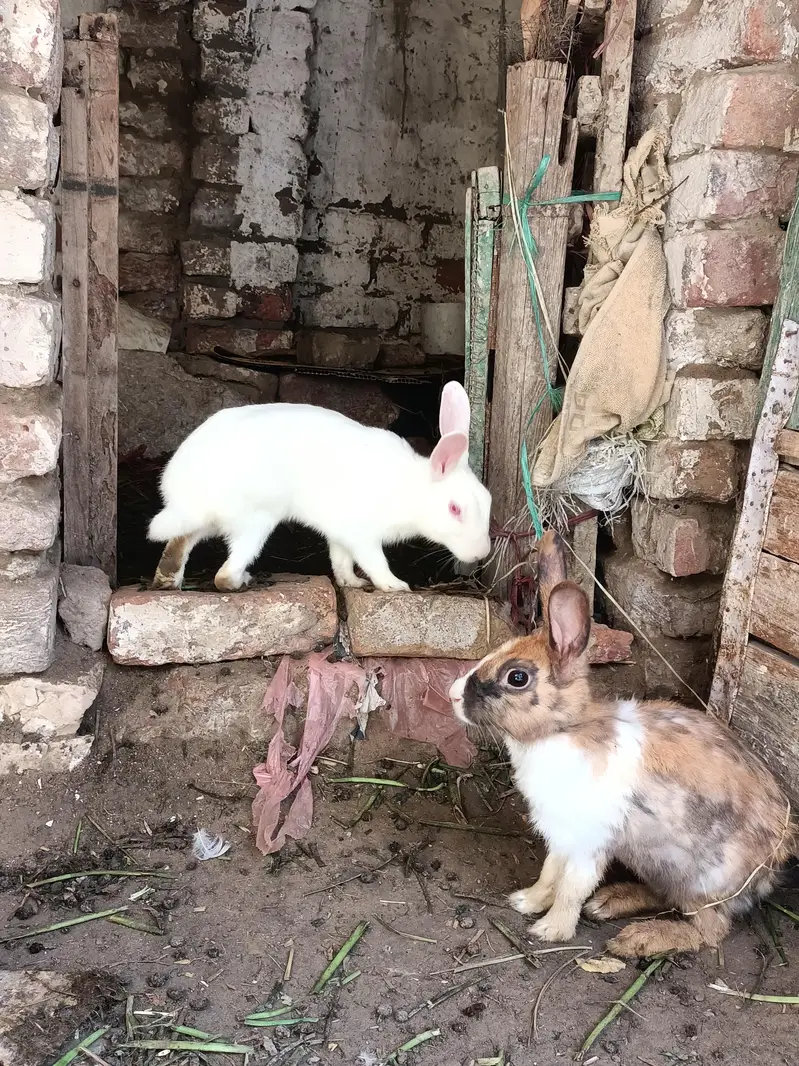 Rabbits red eye and colorfull whtsapp 03453900858 — photo 3