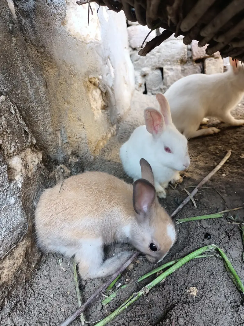 Rabbits red eye and colorfull whtsapp 03453900858 — photo 4
